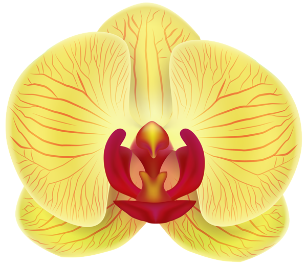 This png image - Yellow Orchid Transparent PNG Clip Art Image, is available for free download