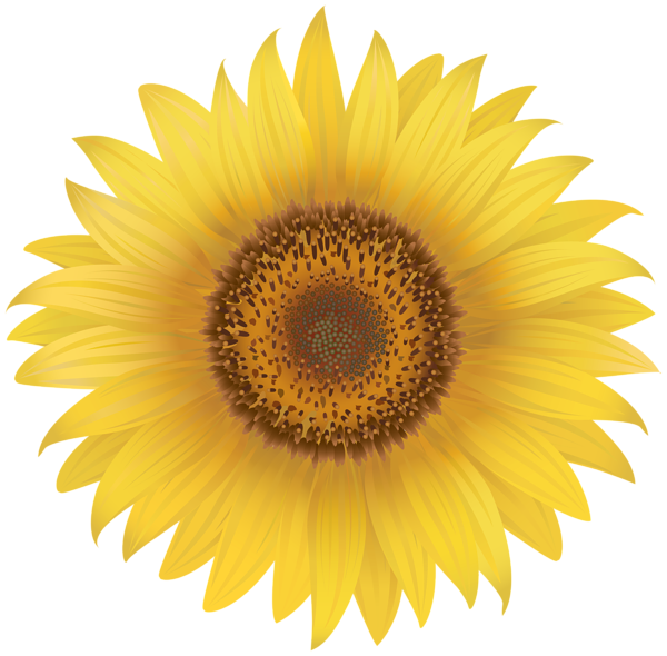 This png image - Yellow Sunflower PNG Clip Art Image, is available for free download