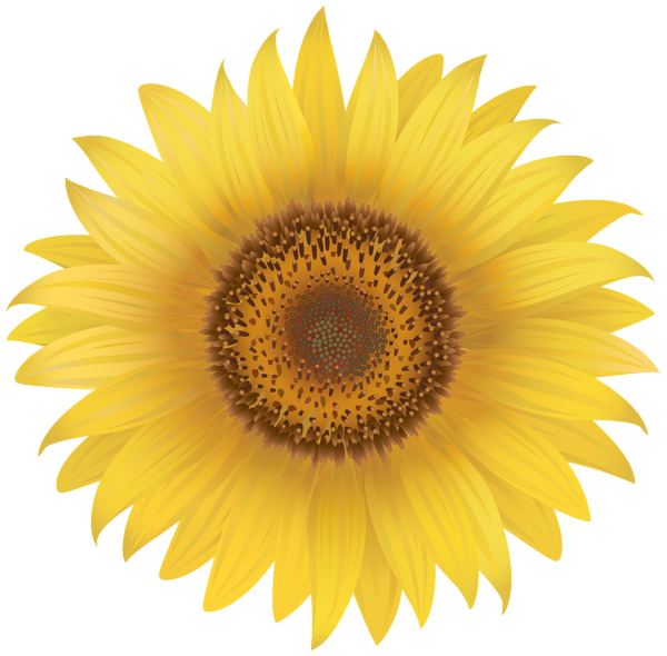 Free Free 127 Transparent Background Sunflower Clipart Sunflower Png SVG PNG EPS DXF File