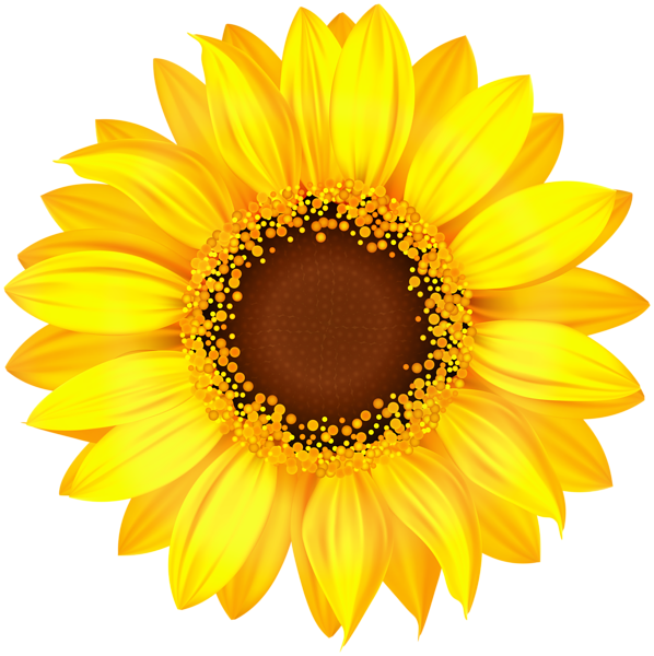 This png image - Yellow Sunflower PNG Clipart, is available for free download