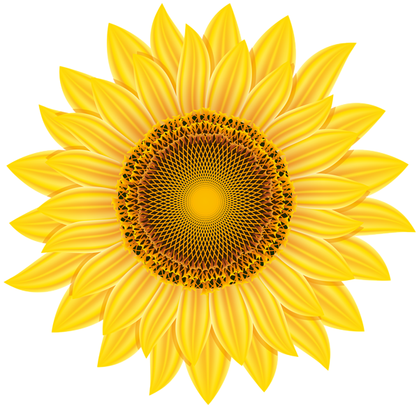 This png image - Yellow Sunflower Transparent PNG Clip Art Image, is available for free download