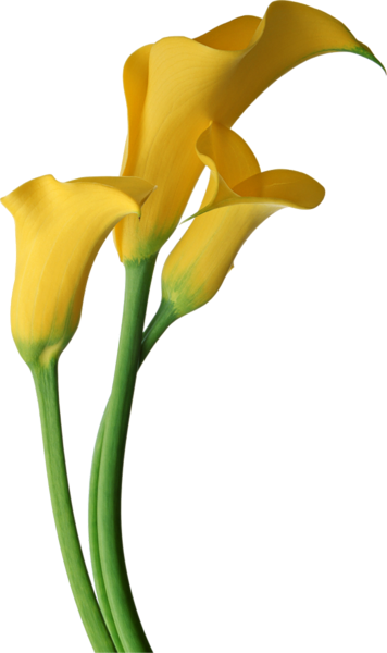 This png image - Yellow Transparent Calla Lilies Flowers Clipart, is available for free download