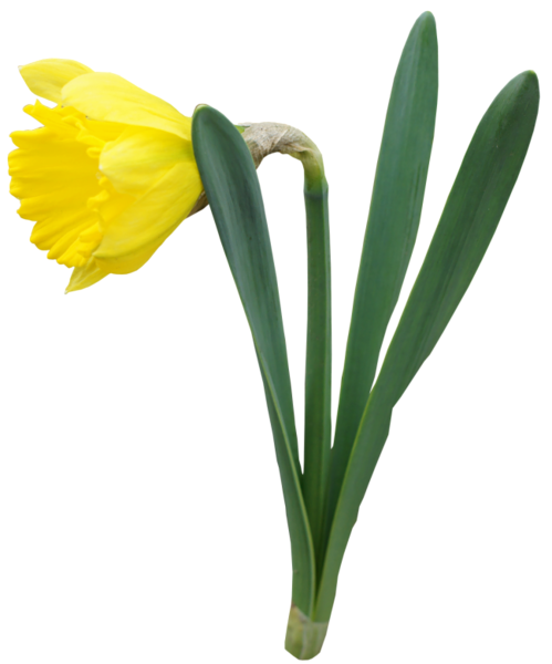 This png image - Yellow Transparent Daffodil Flower PNG Clipart, is available for free download