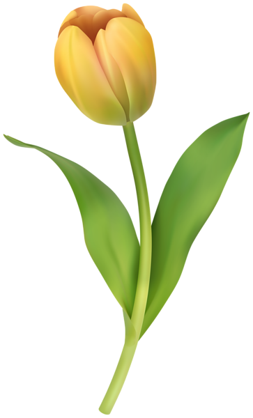 This png image - Yellow Tulip Clipart Image, is available for free download