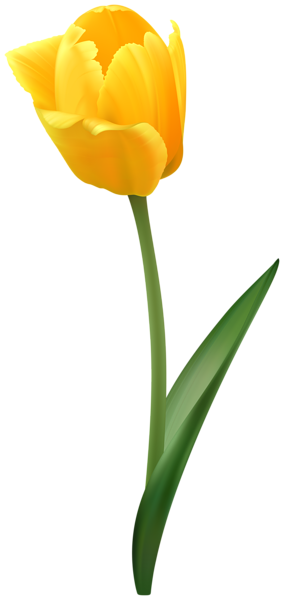 This png image - Yellow Tulip Flower Transparent Image, is available for free download