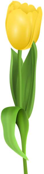 This png image - Yellow Tulip PNG Clip Art Image, is available for free download