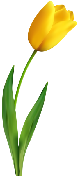 This png image - Yellow Tulip Transparent Clip Art Image, is available for free download