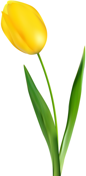 This png image - Yellow Tulip Transparent Clip Art PNG Image, is available for free download