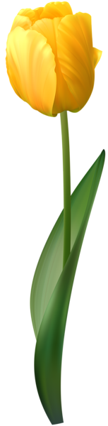 This png image - Yellow Tulip Transparent PNG Clip Art Image, is available for free download