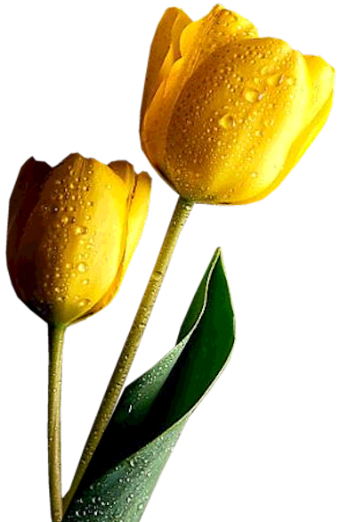 This png image - Yellow Tulips Clipart, is available for free download