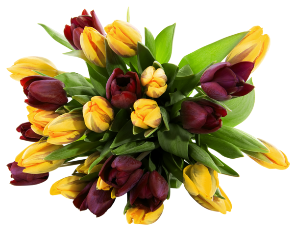 This png image - Yellow and Red Tulips Transparent PNG Picture, is available for free download