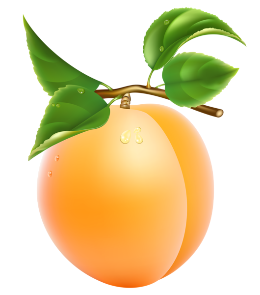 This png image - Apricot Transparent PNG Clipart Picture, is available for free download