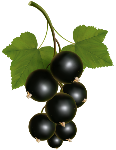 This png image - Black Currant Transparent PNG Clip Art Image, is available for free download