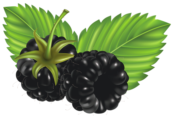 This png image - Blackberries PNG Vector Clipart Image, is available for free download