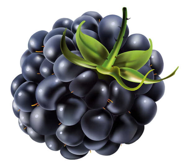 This png image - Blackberry PNG Vector Clipart Image, is available for free download