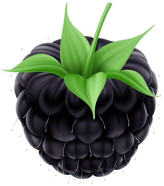 This png image - Blackberry PNG Clip Art Image, is available for free download