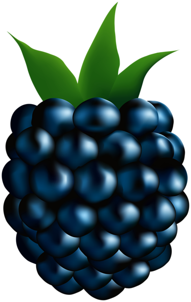 Blackberry PNG Clipart | Gallery Yopriceville - High-Quality Free ...