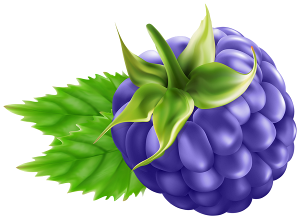 This png image - Blackberry Transparent PNG Clip Art, is available for free download