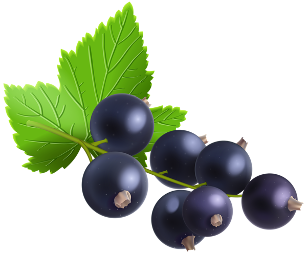 This png image - Blackcurrant Transparent PNG Clip Art Image, is available for free download