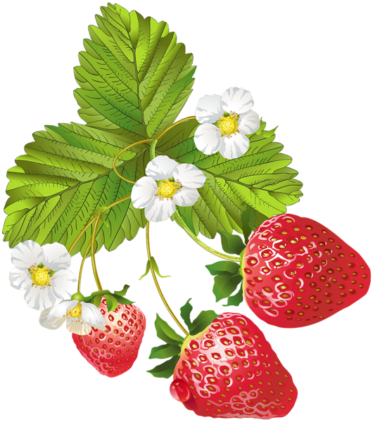 This png image - Blooming Strawberries PNG Clip Art Image, is available for free download