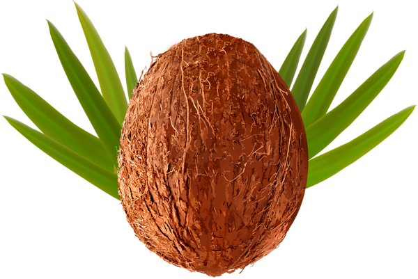 This png image - Coconut Transparent PNG Clip Art Image, is available for free download