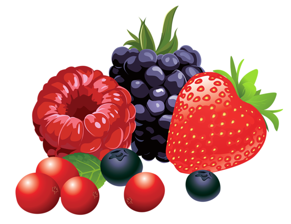 This png image - Forest Fruits PNG Vector Clipart Image, is available for free download