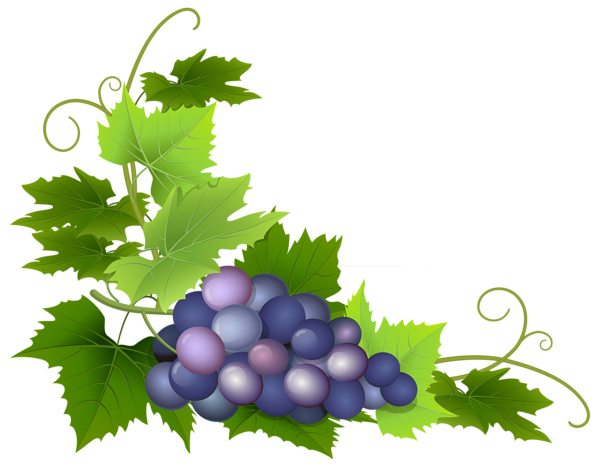 This png image - Grape PNG Clip Art Image, is available for free download