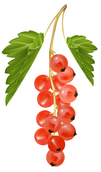 This png image - Red Currant PNG Vector Clipart Image, is available for free download