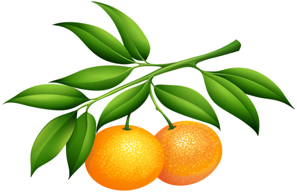 This png image - Tangerines PNG Clip Art Image, is available for free download