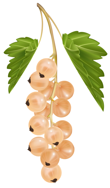 This png image - White Currant PNG Vector Clipart Image, is available for free download