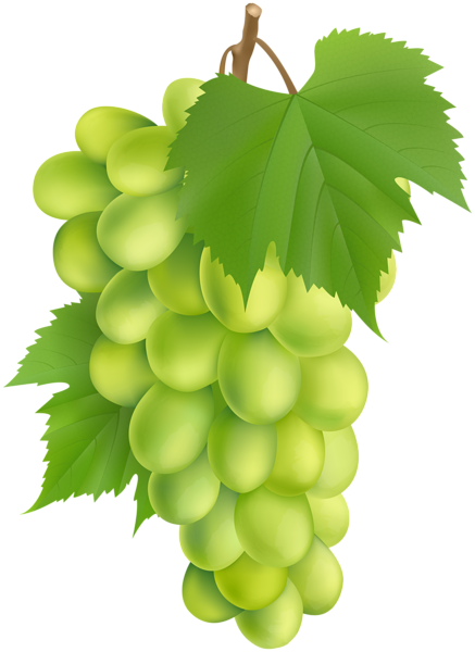 White Grape PNG Clip Art Image | Gallery Yopriceville - High-Quality ...