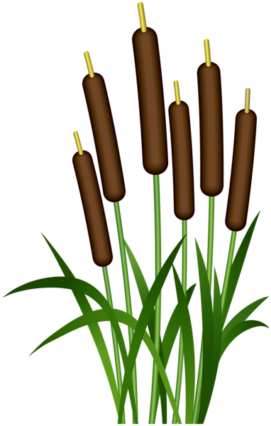 This png image - Bulrush Clip Art Image, is available for free download