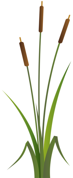 This png image - Bulrush Clip Art PNG Transparent Image, is available for free download