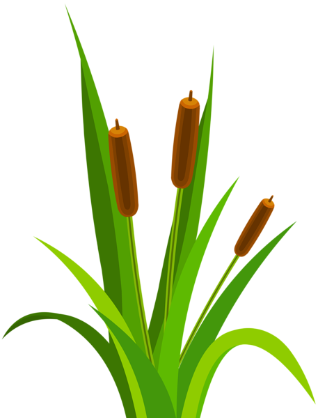This png image - Bulrush Decorative Transparent Image, is available for free download