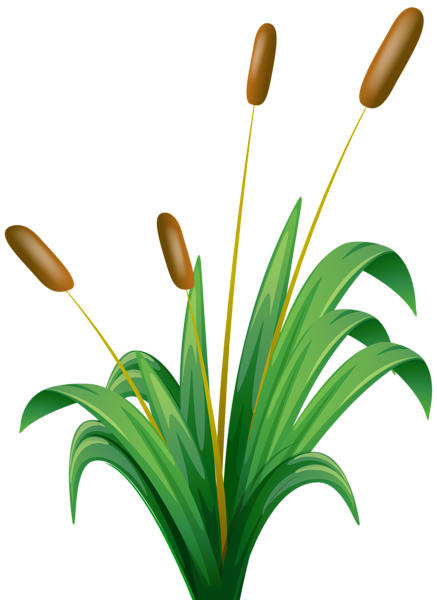 This png image - Bulrush Transparent PNG Clip Art Image, is available for free download