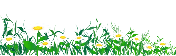 Daisies and Grass PNG Clipart Picture | Gallery Yopriceville - High ...