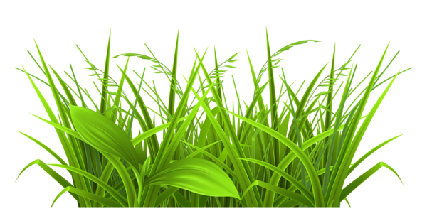 This png image - Decorative Grass Clipart PNG Picture, is available for free download