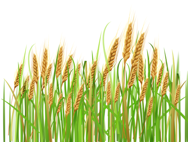 This png image - Ears of Wheat PNG Clipart, is available for free download
