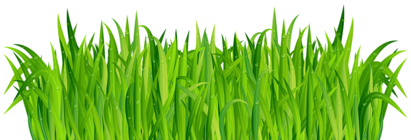 This png image - Fresh Green Grass PNG Clip Art Image, is available for free download