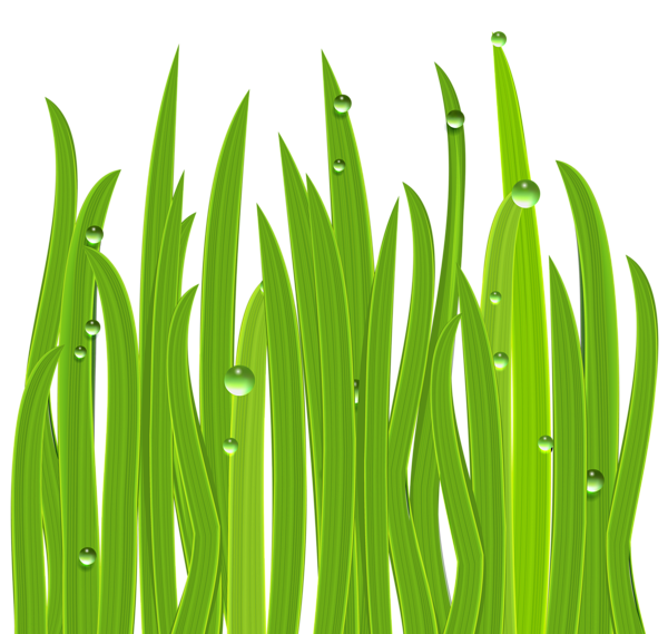 This png image - Grass Decor PNG Clipart Image, is available for free download