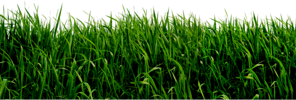 This png image - Grass PNG Clipart, is available for free download