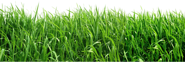 This png image - Grass PNG Clipart Picture, is available for free download
