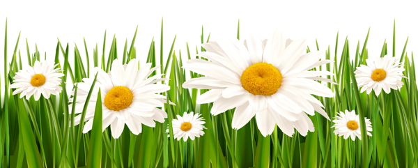 This png image - Grass and White Flowers PNG Clipart, is available for free download