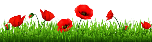 Grass with Beautiful Poppies PNG Clipart | Gallery Yopriceville - High ...