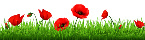 This png image - Grass with Beautiful Poppies PNG Clipart, is available for free download