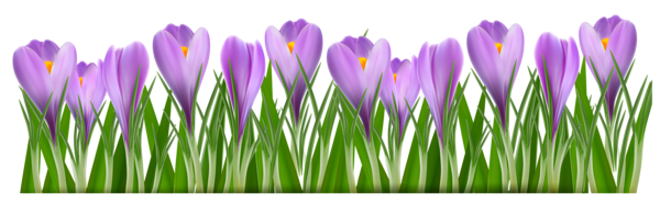 This png image - Grass with Crocus PNG Clipart Picture, is available for free download