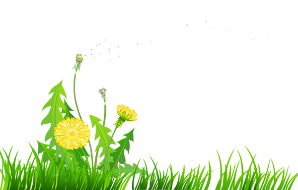 This png image - Grass with Dandelions PNG Clipart, is available for free download