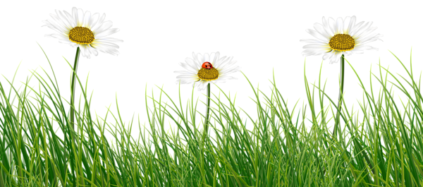 This png image - Green Grass with Daisies and Ladybug, is available for free download