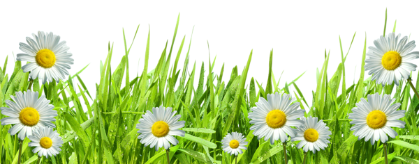 This png image - Large Transparent Grass with Dew and Daisies, is available for free download