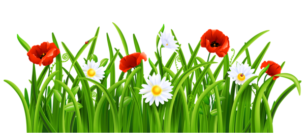 This png image - Poppies and Daisies with Grass PNG Clipart Picture, is available for free download